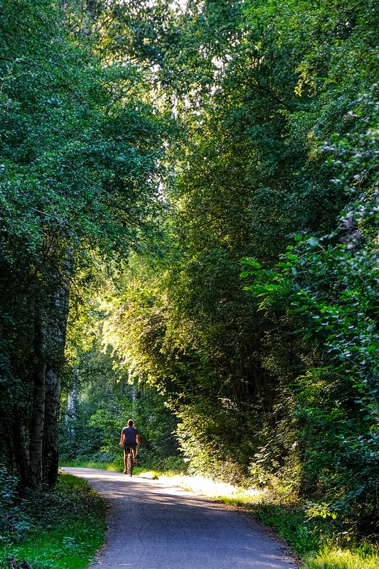 ciclista pedala su pista ciclabile fra gli alberi con luce radente