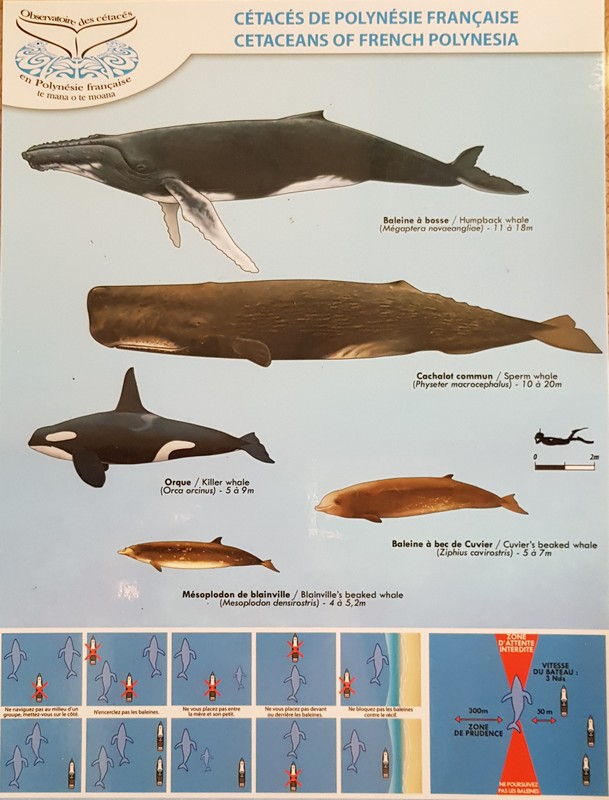 scheda sui cetacei della POlinesia Francese