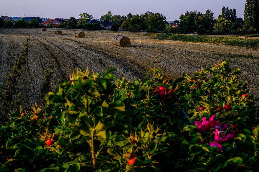 campo con balle di fieno case sullo sfondo e fiori di rosa canina in primo piano