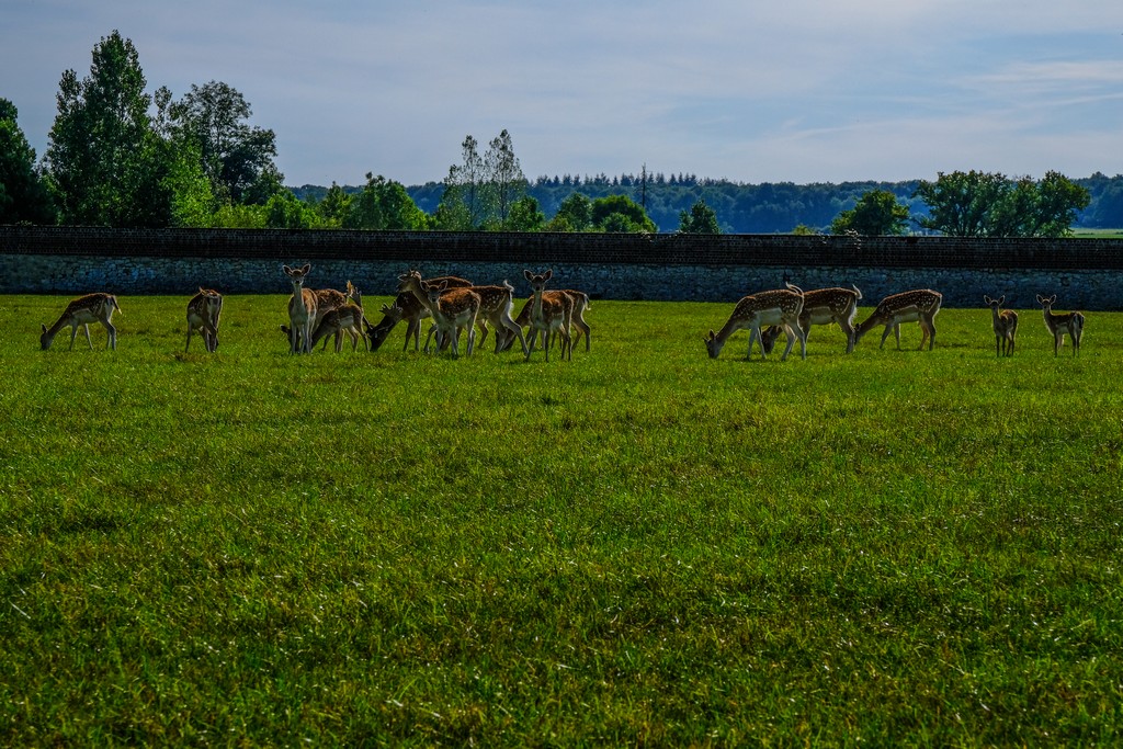  Il parco con i cervi 