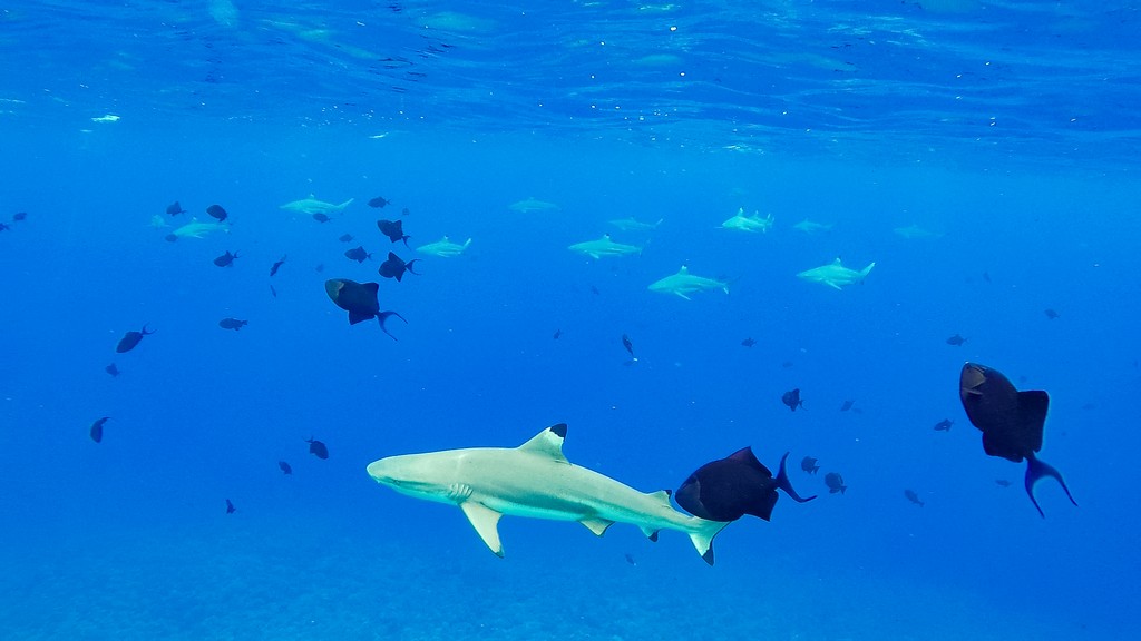 squali pinna nera con pesci neri che nuotano nel blu