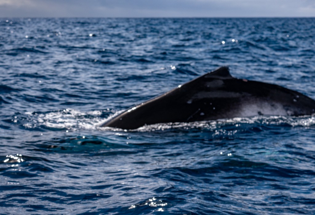 vista del dorso di una balena in mare