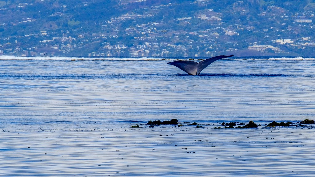 coda di una balena nel mare con sfondo di terra