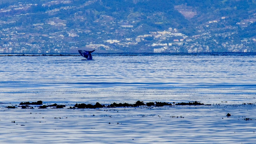 salto di una balena nel mare con sfondo di terra