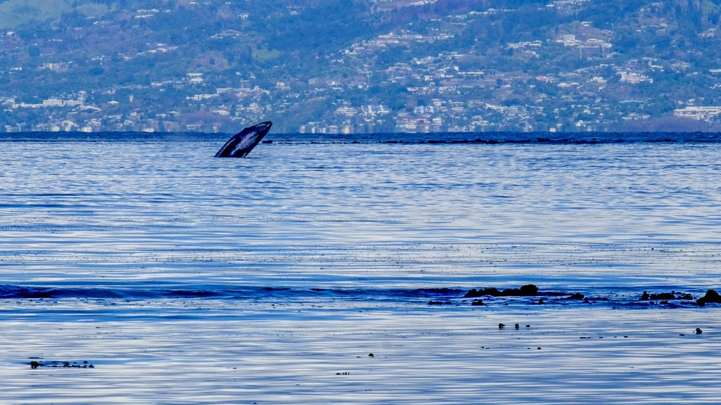 salto di una balena nel mare con sfondo di terra