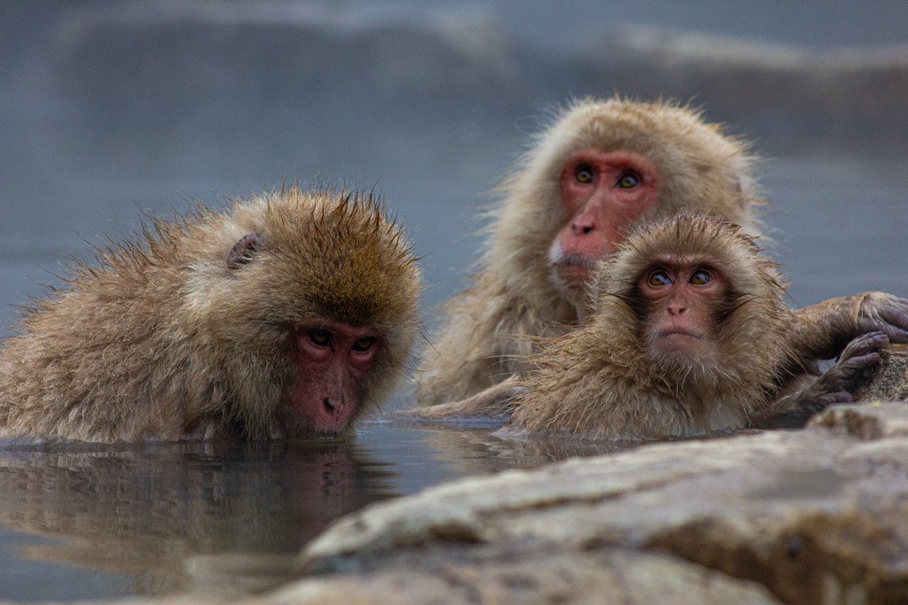 scimmie in acqua