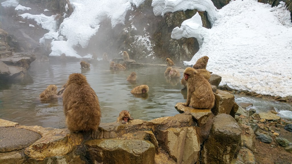 scimmie in una vasca naturale di pietra con neve