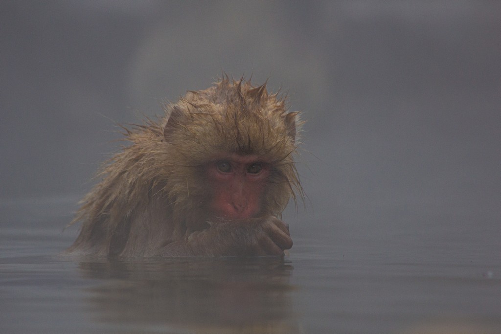 scimmia in acqua