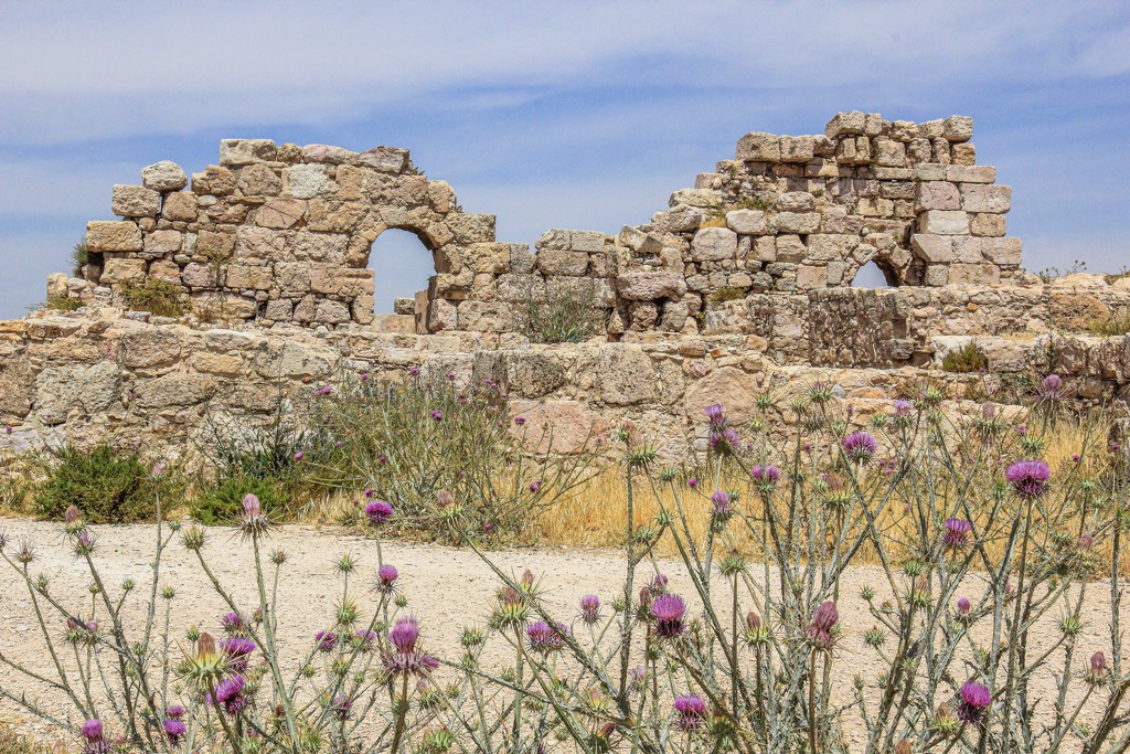 resti archeologici con fiori viola