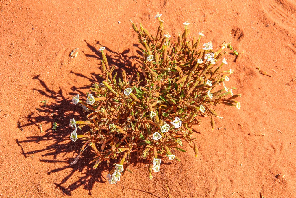 fiori del deserto