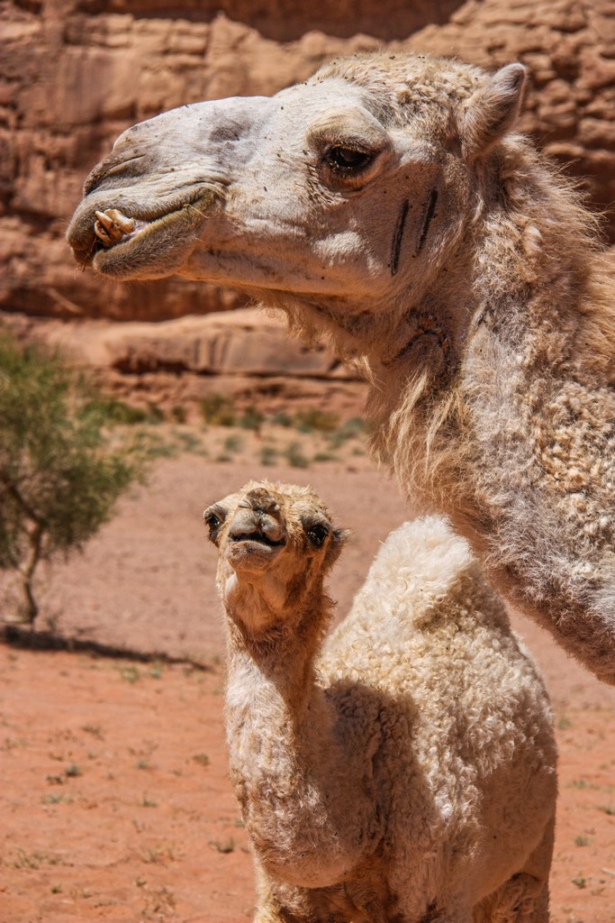 cammelli del deserto