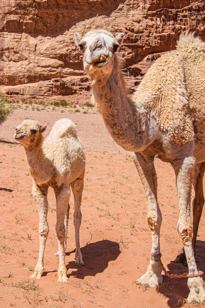 cammelli del deserto