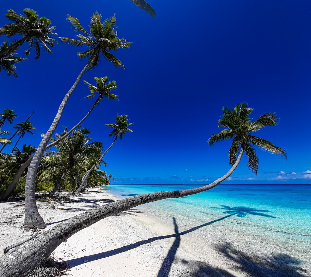 dove scattare foto da sogno a Fakarava spiaggia bianca con palme di cui una protesa verso il mare