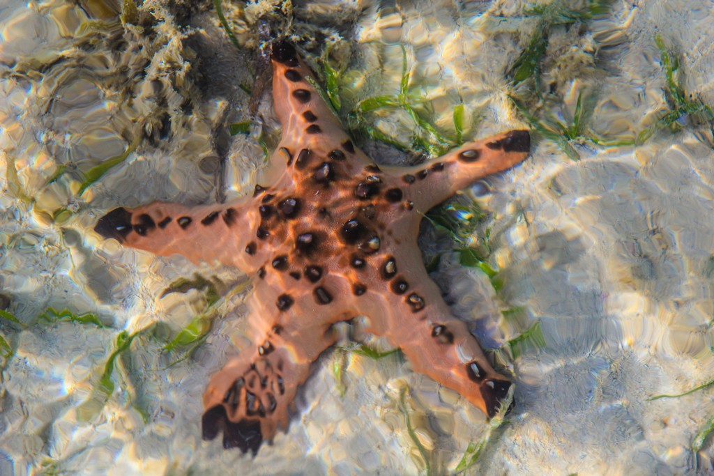 stella marina cornuta in acqua