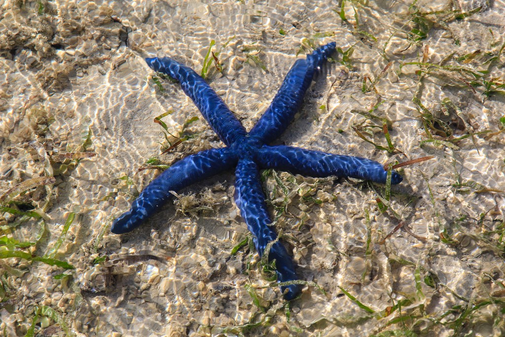 stella marina blu in acqua