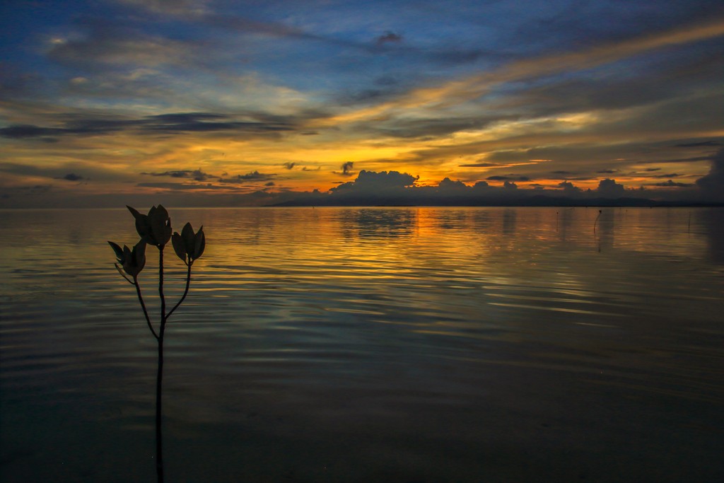 fiore sul mare al tramonto