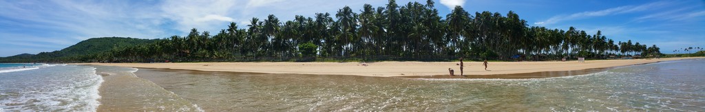 lunga spiaggia con palme in panoramica