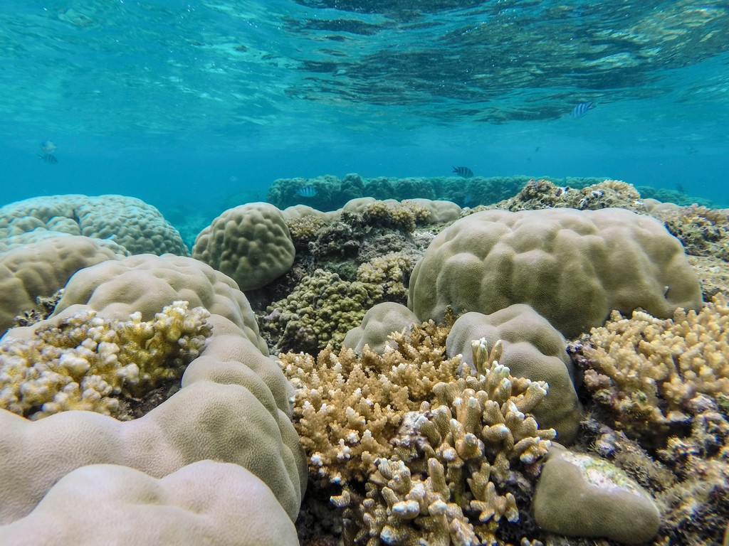 pesci e barriera corallina
