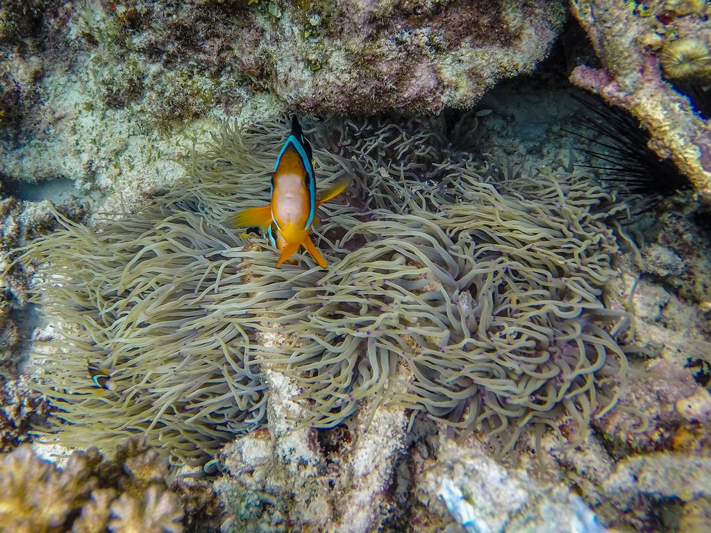 pesci e barriera corallina