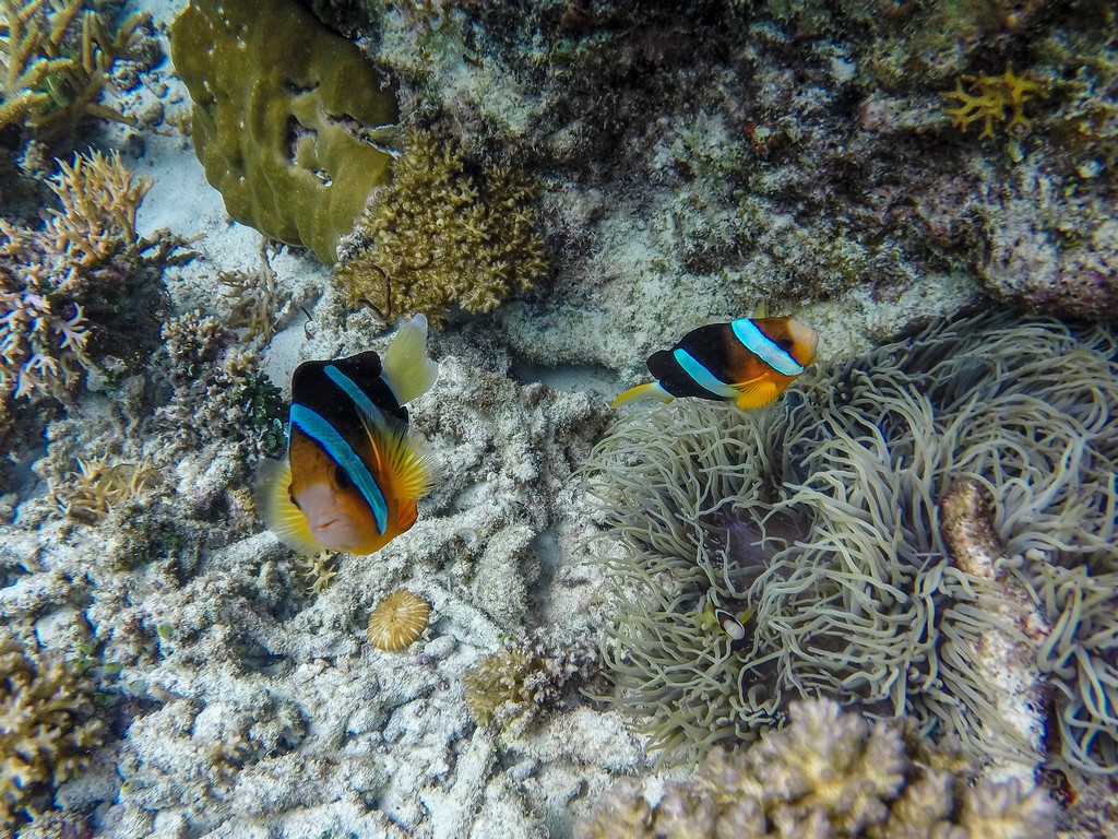 pesci e barriera corallina