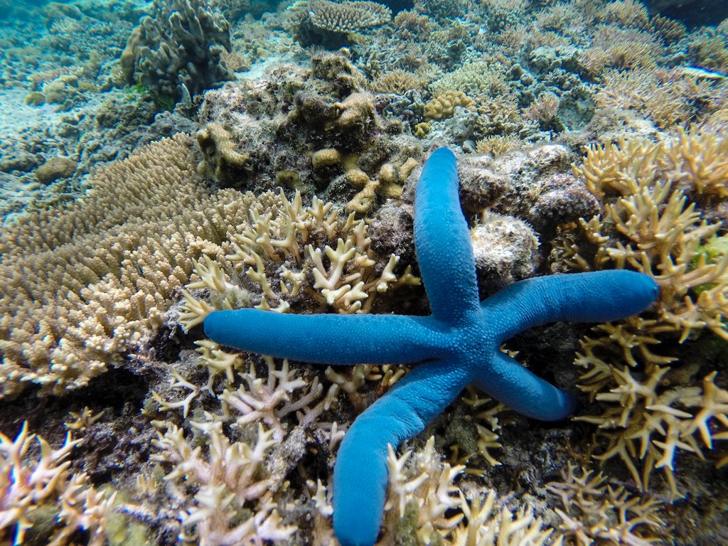 pesci e barriera corallina stella marina blu