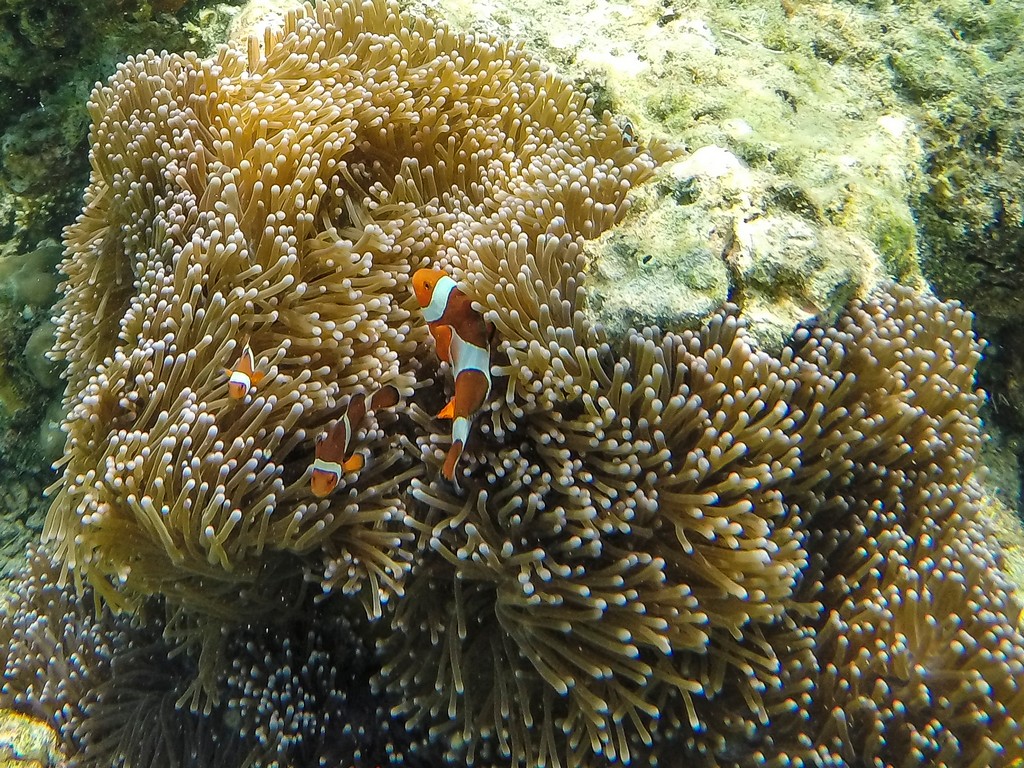 pesci e barriera corallina