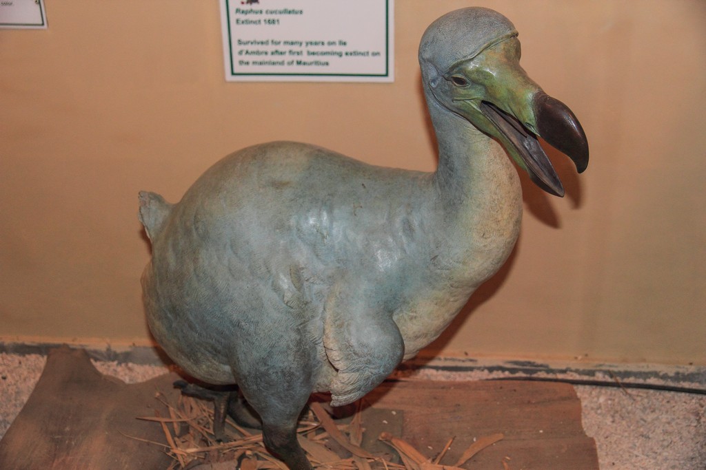 dodo animale estinto