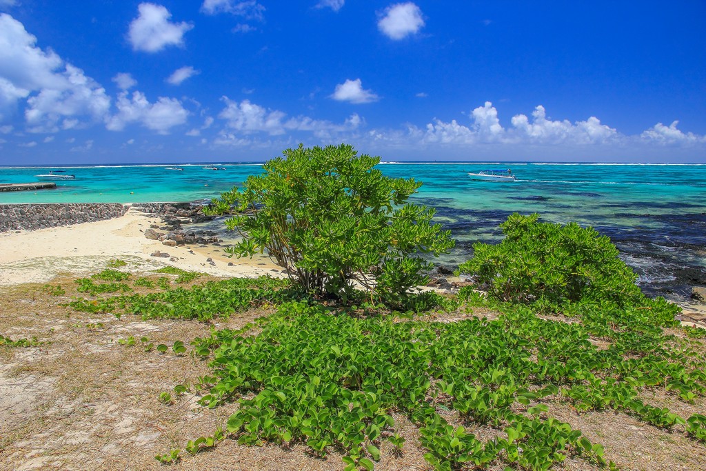 spiaggia con mare azzurro e albero verde