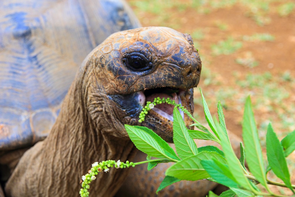 tartaruga che mangia le foglie