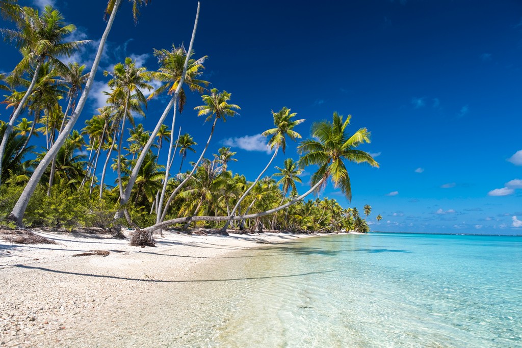 dove scattare foto da sogno a Fakarava spiaggia con palme protese sul mare