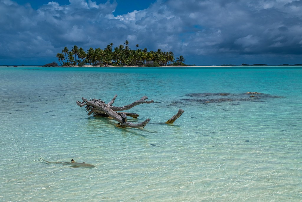 isole con palme sabbia bianca e laguna cristallina bassa e squalo