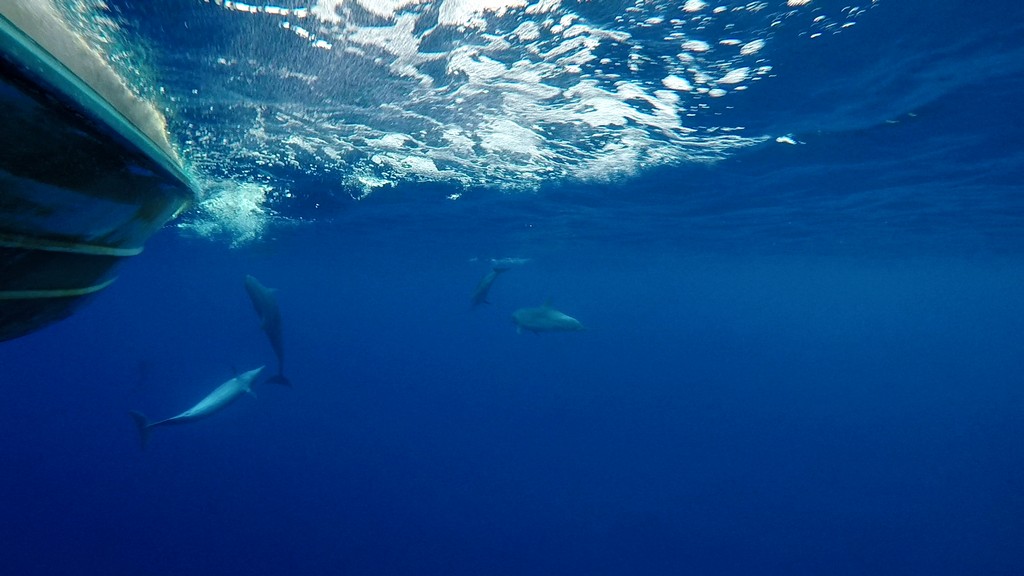 delfini in acqua da sotto l'acqua