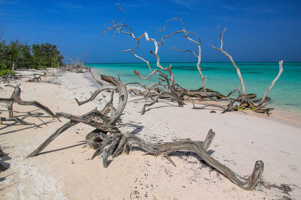 spiaggia di sabbia bianca con mare turchese e alberi secchi