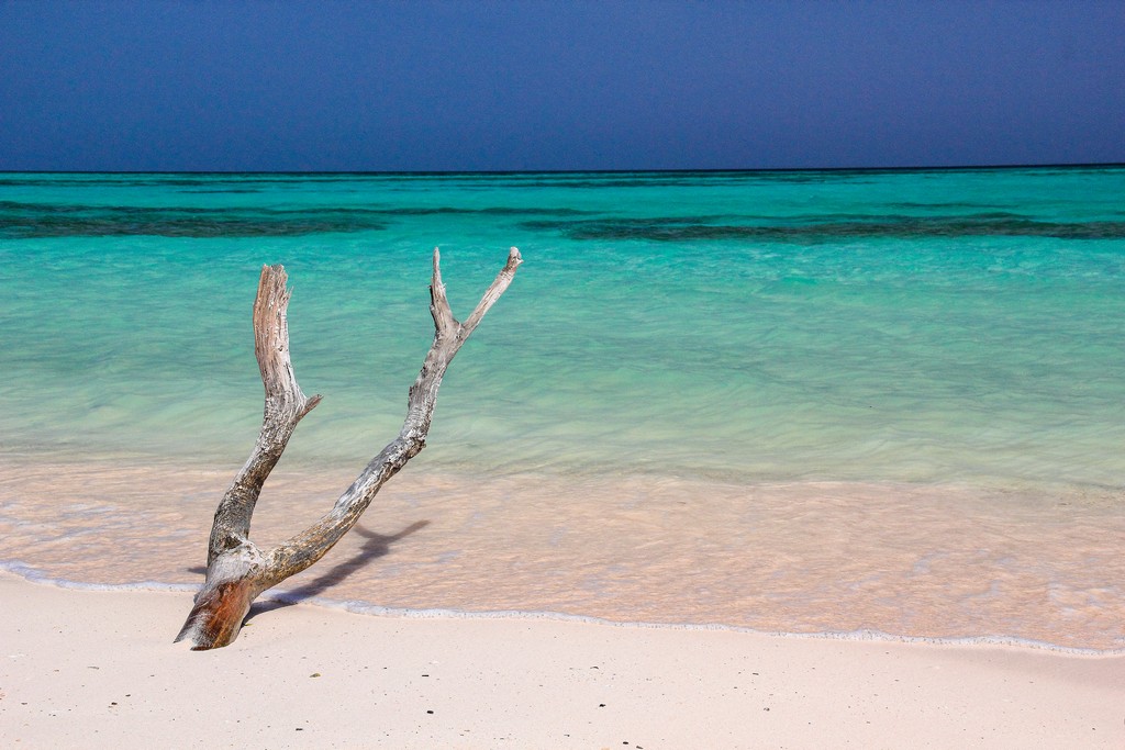 spiaggia di sabbia bianca con mare turchese con ramo secco