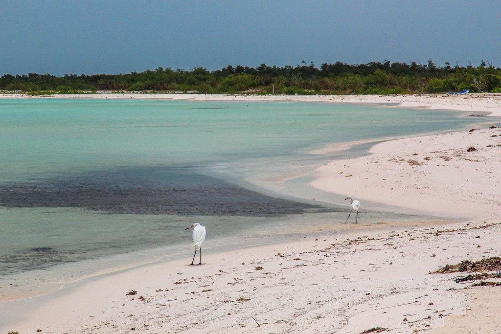 spiaggia di sabbia bianca con mare turchese e aironi