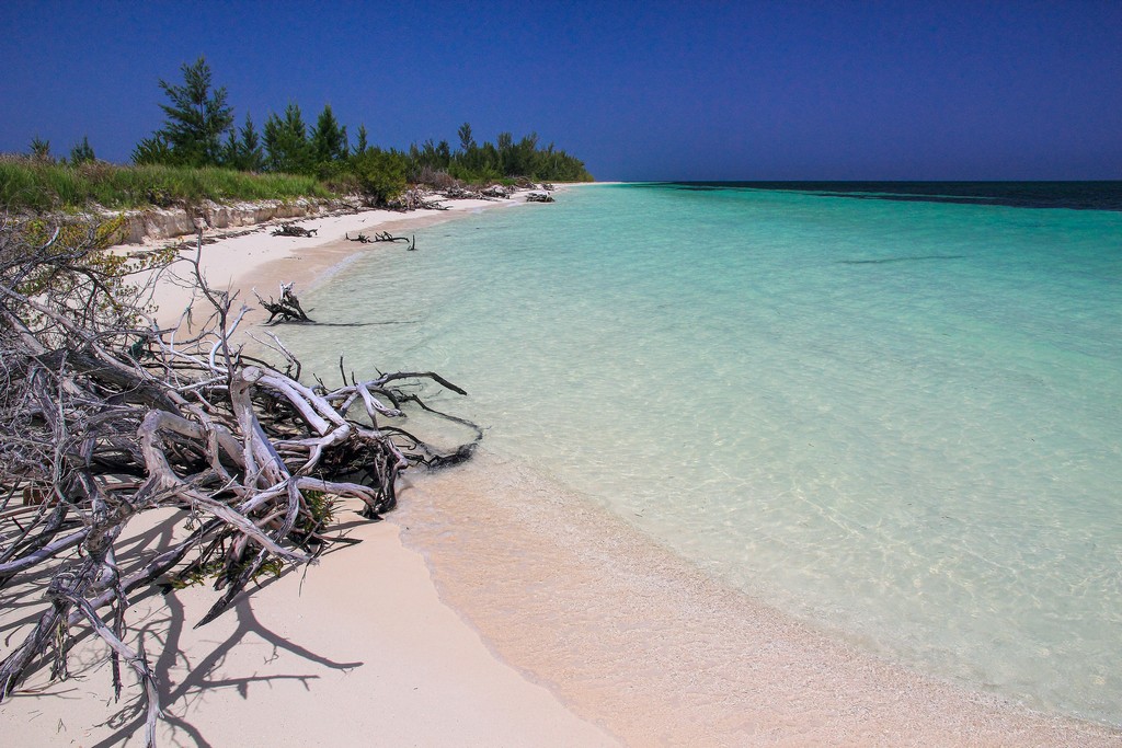 spiaggia di sabbia bianca con mare turchese alberi secchi e vegetazione bassa