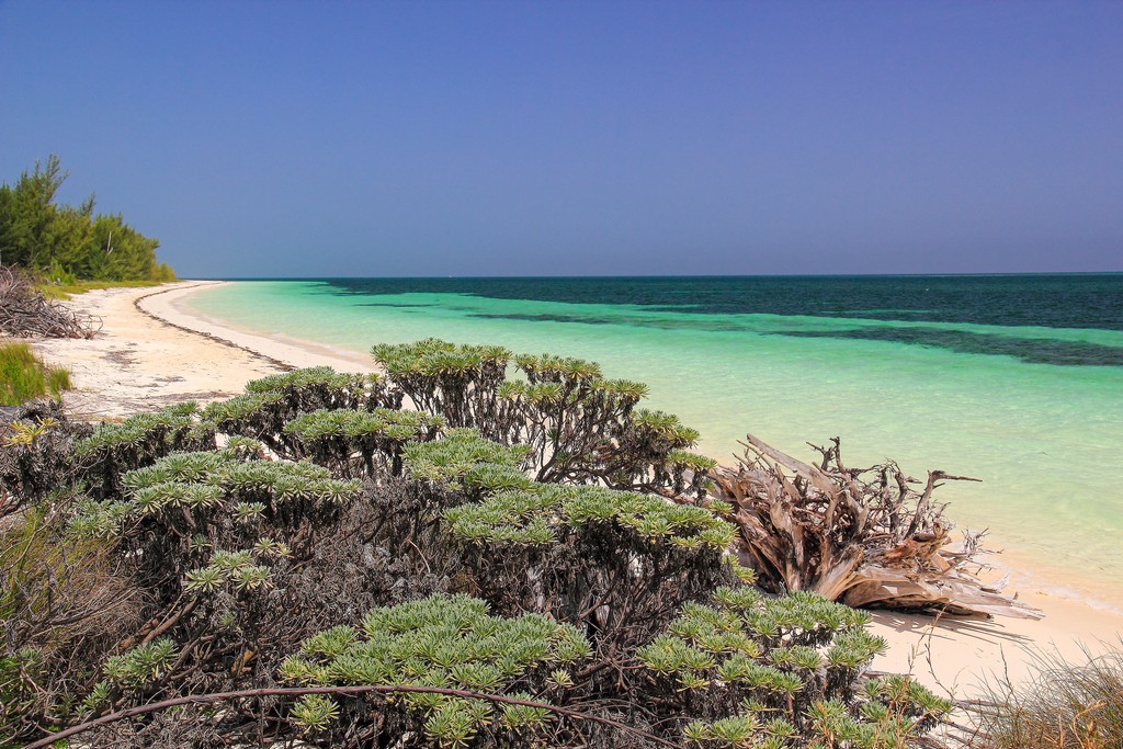 spiaggia di sabbia bianca con mare turchese con vegetazione bassa