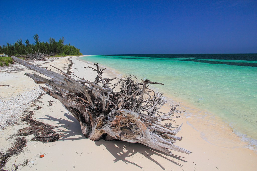 spiaggia di sabbia bianca con mare turchese con albero secco