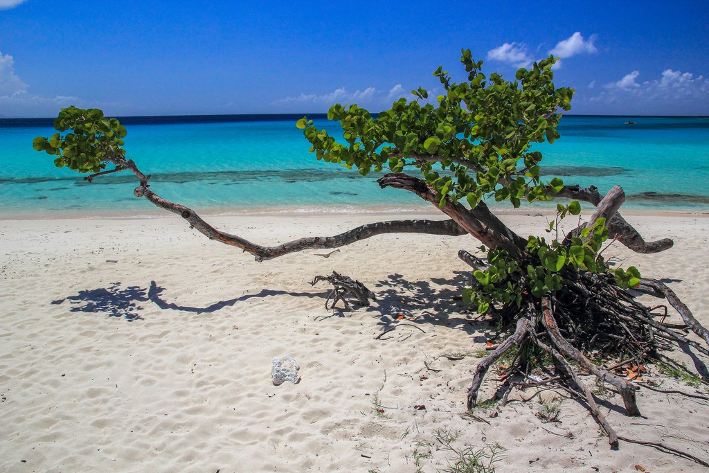 albero su spiaggia di sabbia bianca con mare turchese