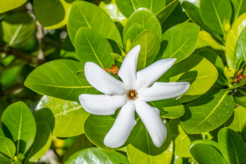 fiore bianco sulla pianta
