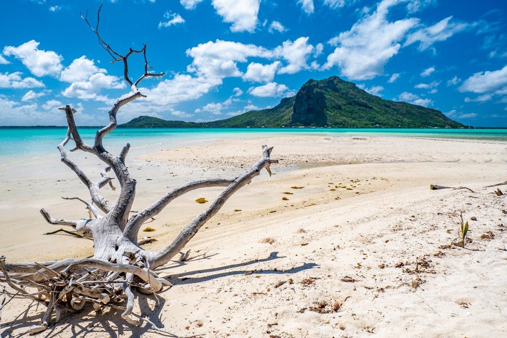 albero secco sulla spiaggia bianca con isola sullo sfondo