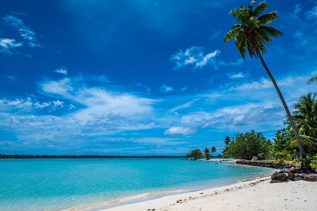 spiaggia con palma e mare azzurro