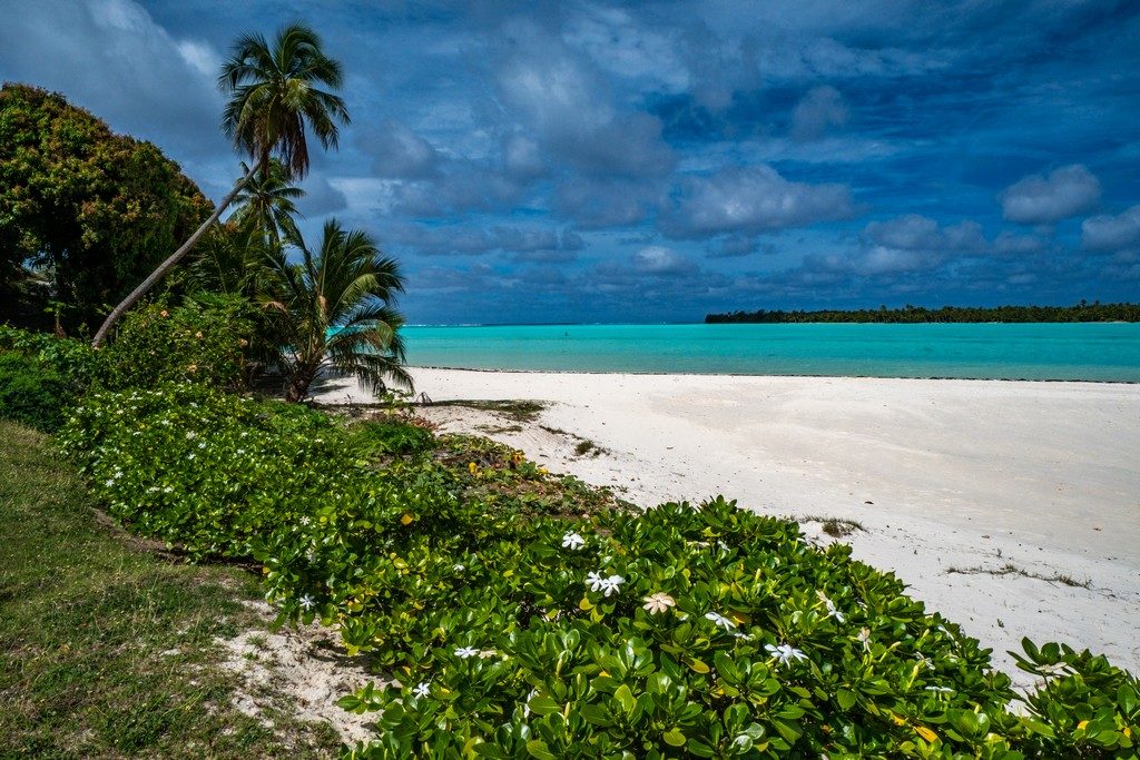 spiaggia con palme e vegetazione