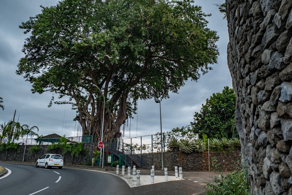 Enorme albero di banyan all'ingresso della terrazza panoramica sula rotonda