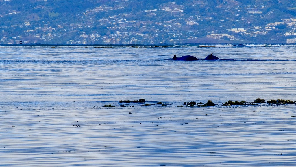 balena con cucciolo in mare