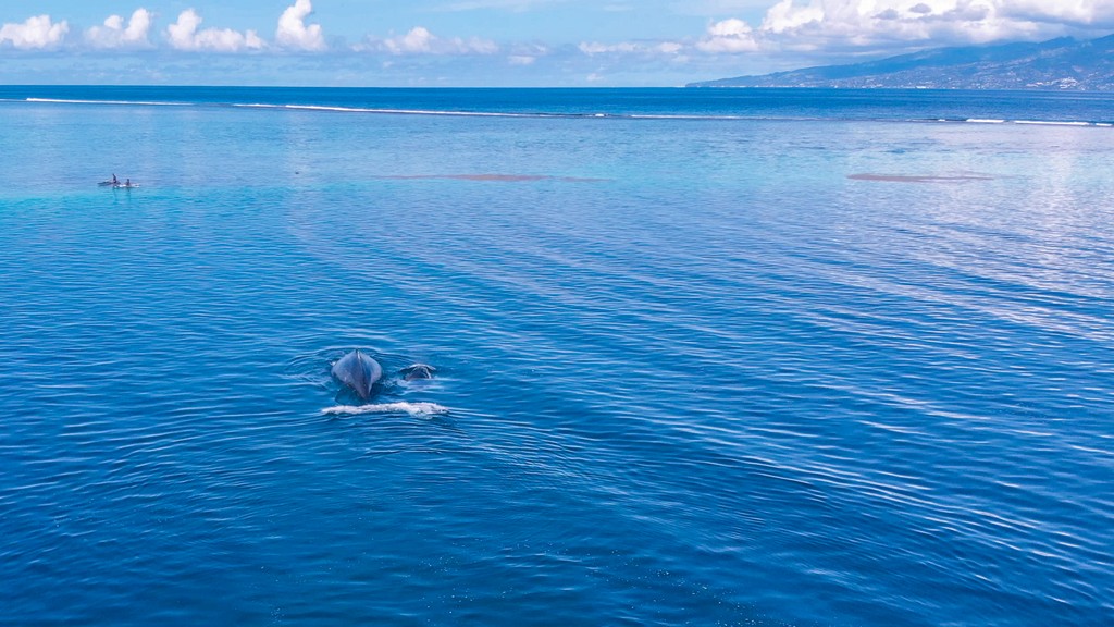 balena con cucciolo in mare
