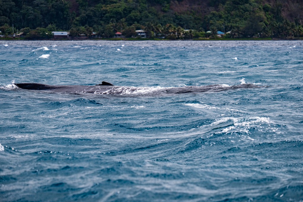 vista del dorso di una balena al largo di Tahiti e vista della costa