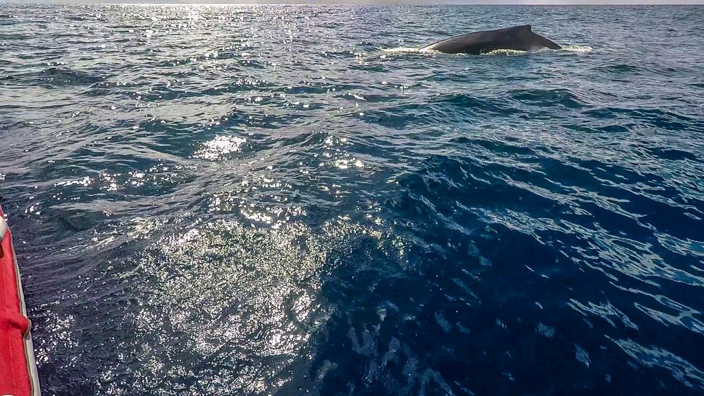vista della schiena di una balena vicino al gommone