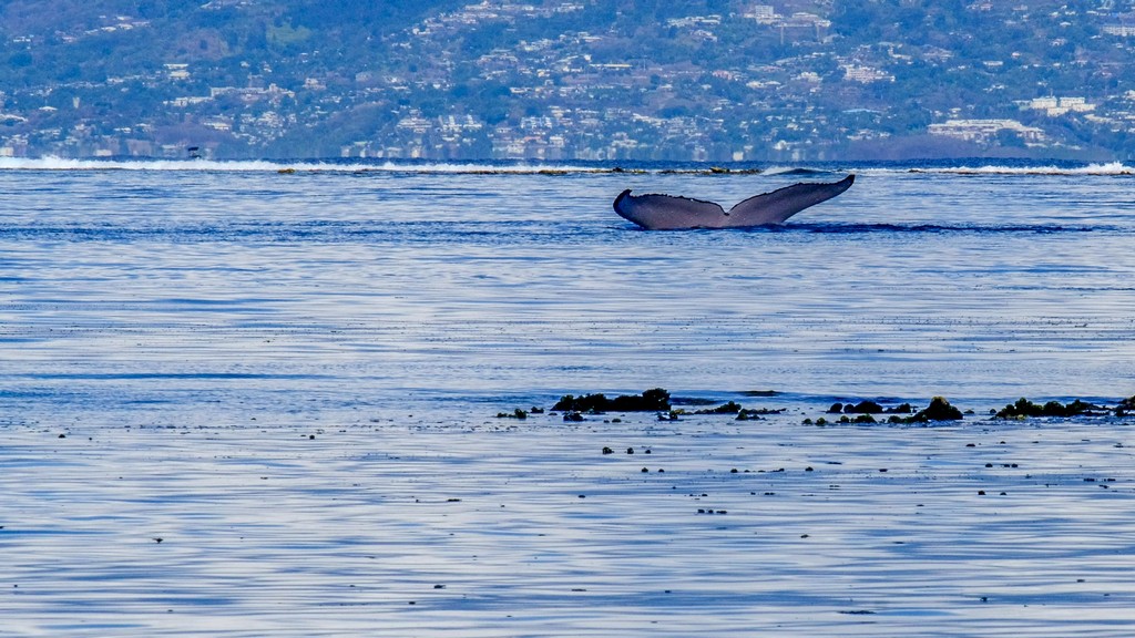 coda di una balena nel mare con sfondo di terra