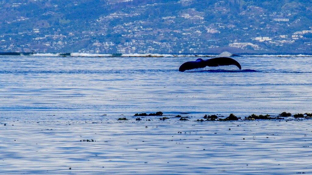 coda di una balena nel mare con sfondo di terra